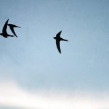 Le martinet noir figure parmi les oiseaux les plus fréquemment recensés dans les jardins suisses (archives). KEYSTONE/SCHWEIZER VOGELSCHUTZ BIRDLIFE/HANDOUT